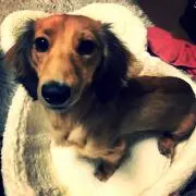 makiの画像