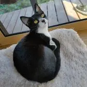 田中