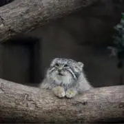 ぽんぽんの画像
