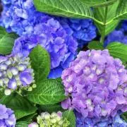 紫陽花の画像