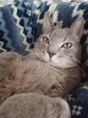みけねこの画像