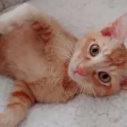 とももかの画像