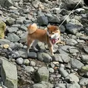 yaoの画像