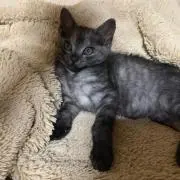 ベティ君の画像