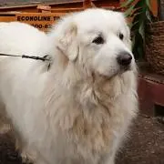 ちろりん