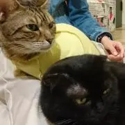 ちょら