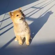 イッチの画像