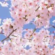 たりんこの画像
