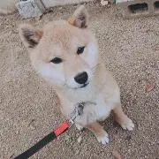 てぃー