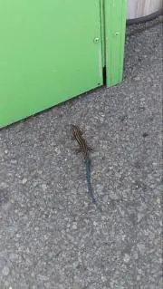 うめꕤ˖*の画像