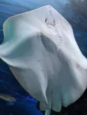 Amiaの画像