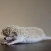 わい