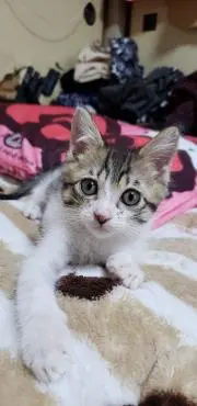 ひよこ