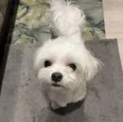 ロータスの画像