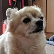 ロックストッパの画像