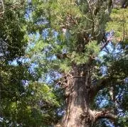 凛ト
