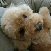 オーディー