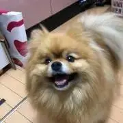 Image of ぽんた