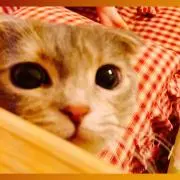 はるひな