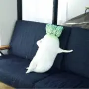 セクシー大根♥値下げ大歓迎の画像