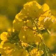 decoの画像