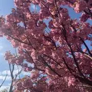 momoriの画像