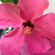 みい