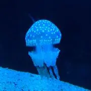 ながながうさき