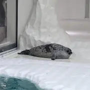 えるまの画像