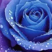 BlueRoseの画像