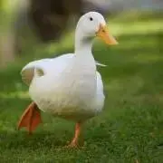 あひる