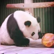 たんたんの画像