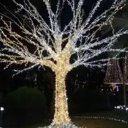珊瑚