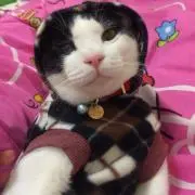 PRECY