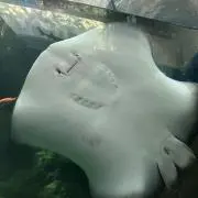あーちむ
