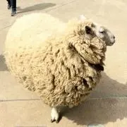 らむの画像