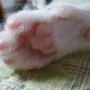 にゃーの画像