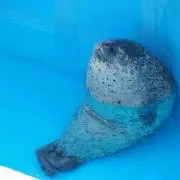 ハム