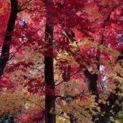 crokettgreenの画像