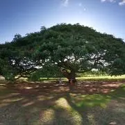 np