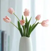 チューリップちゃんの画像