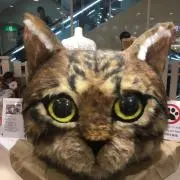 がぁの画像