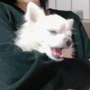 丸山丸尾の画像