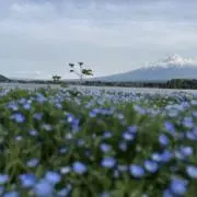 ピー助の画像