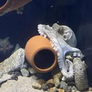 ぴぴおの画像