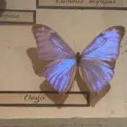 popo