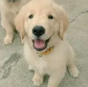 cocoa*