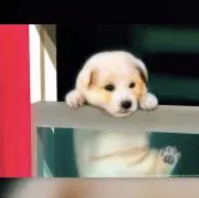 can