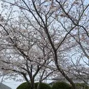 mamanmaの画像