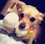 モカ